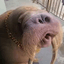 Walrus