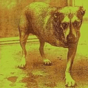 Nitro