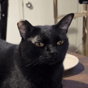 Katteon