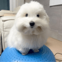 Boodabam