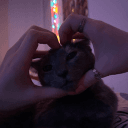 bipolar bear