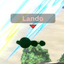 lando
