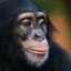 BoboTheChimp