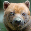 Bushdog