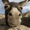 DonkeyNoises