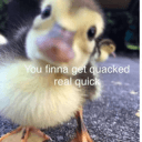 Quack (MOD)