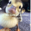 Quack (MOD)
