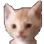 Brandon