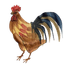 GuyCommadore