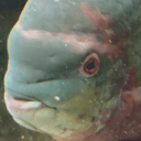 Elpok