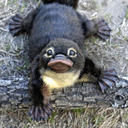 FCU/MTX | BLACKPLATAPUS