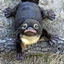 FCU/MTX | BLACKPLATAPUS
