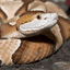 Chococroc