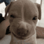CoopDogg