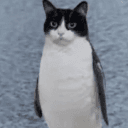 fercha