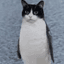 fercha