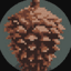 pinecone