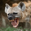 Hyena