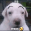 Noe